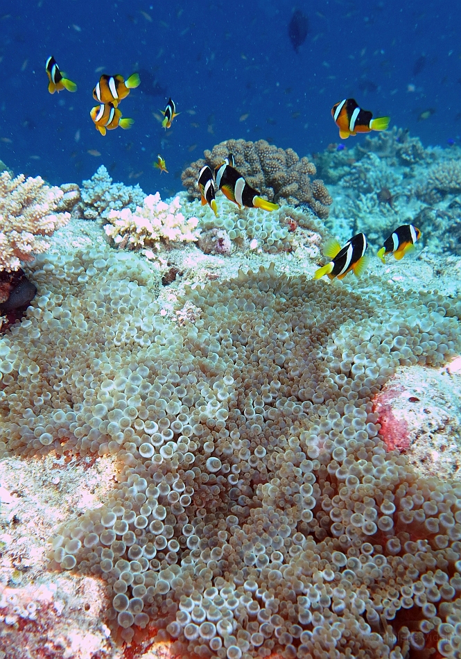 IMG_1268rf_Maldives_Madoogali_Plongee 13_Maaya thila_Anemone et poissons clown de clark.jpg